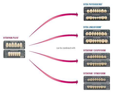 vitapan|VITAPAN® PLUS acrylic anterior teeth